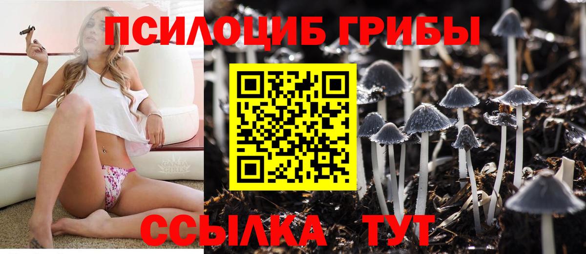 Псилоцибиновые грибы Psilocybe Дальнереченск